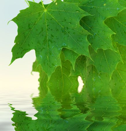green leaves reflecting in the water, shallow focusの写真素材