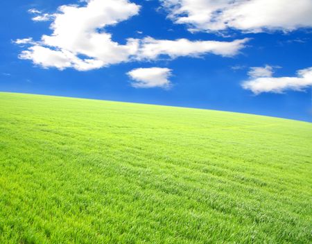 Green grass under blue skyの写真素材