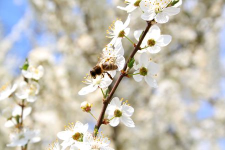 wonderful  flowering tree on the whiteの写真素材