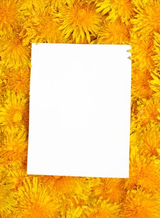 card blank on the flowerの写真素材