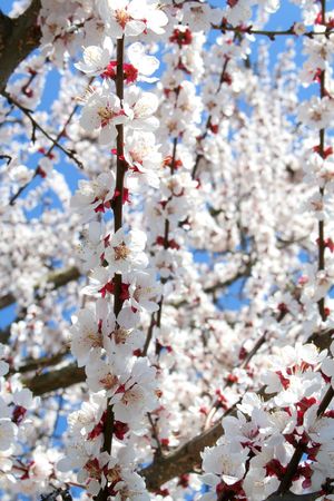 wonderful  flowering tree on the whiteの写真素材