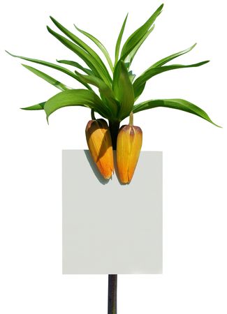 card blank on the flowerの写真素材