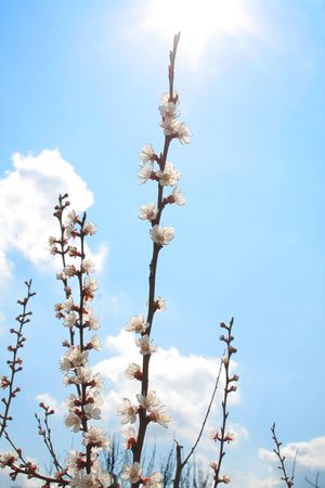 wonderful  flowering tree on the whiteの写真素材