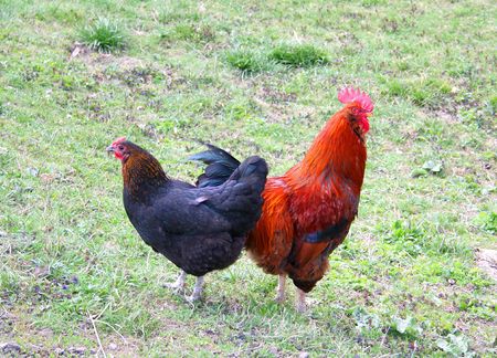 rooster with a hen on a grassの写真素材