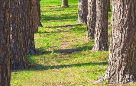 summer nature. sunlight in trees of green forestの写真素材