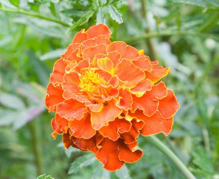 A colorful flowerbed of orange marigolds sunny dayの写真素材