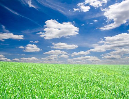 a lot of green grass under blue skyの写真素材