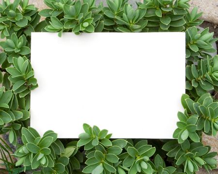 a card blank on the grassの写真素材