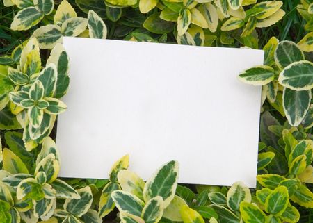 a card blank on the grassの写真素材