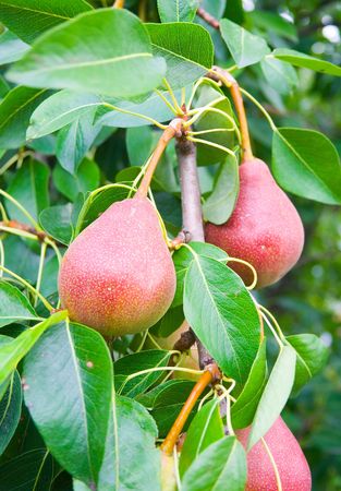 Red pears with the green background. の写真素材