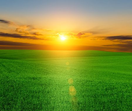 Green grass under blue skyの写真素材