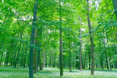 sunlight in trees of green summer forestの写真素材