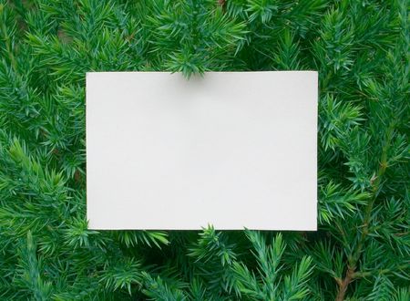 Fresh green fir branches isolated on white backgroundの写真素材