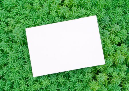 a card blank on the grassの写真素材