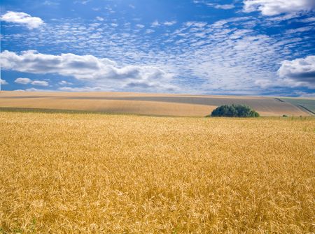 field of yellow wheat and cloud in the skyの写真素材