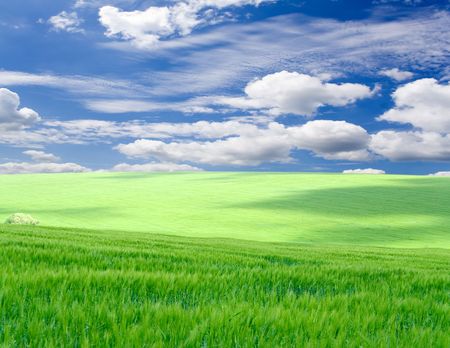 Green grass under blue skyの写真素材