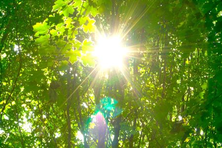 sunlight in trees of green summer forestの写真素材