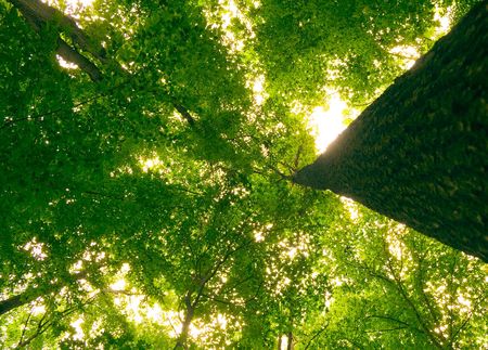 sunlight in trees of green summer forestの写真素材