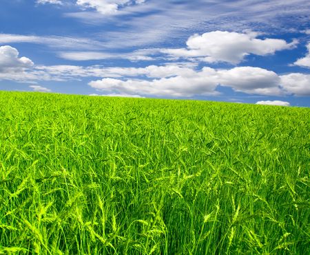  a lot of green wheat under blue skyの写真素材