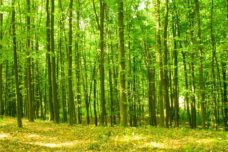 sunlight in trees of green summer forestの写真素材