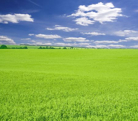 a lot of green wheat under blue skyの写真素材
