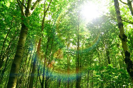 sunlight in trees of green summer forestの写真素材