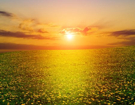 a yellow dandelion on to the meadowの写真素材