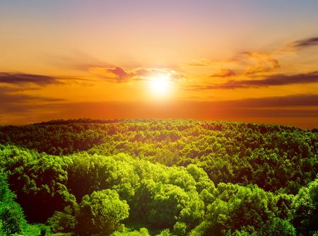 sunlight in trees of green summer forestの写真素材