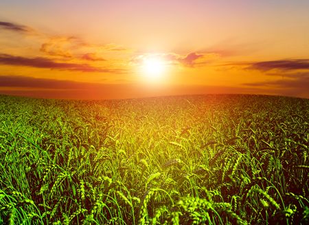  a lot of green wheat under blue skyの写真素材