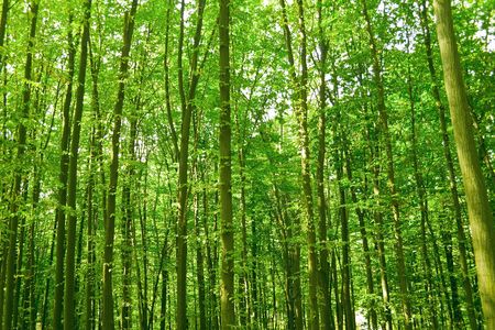 sunlight in trees of green summer forestの写真素材