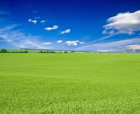 a lot of green wheat under blue skyの写真素材