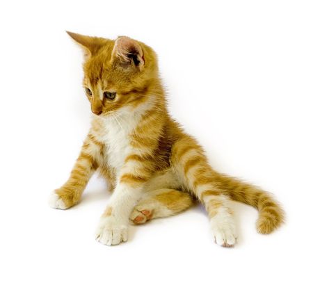 sitting red cat isolated on white backgroundの写真素材