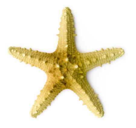 Sea star isolated on white backgroundsの写真素材