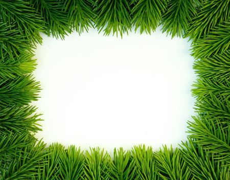 Fresh green fir branches isolated on white backgroundの写真素材