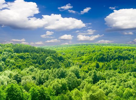 sunlight in trees of green summer forestの写真素材