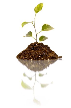 Young plant on the white backgroundsの写真素材