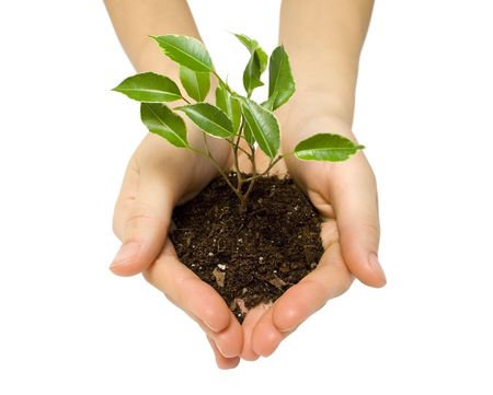  Plant in a hand isolated on white backgroundの写真素材