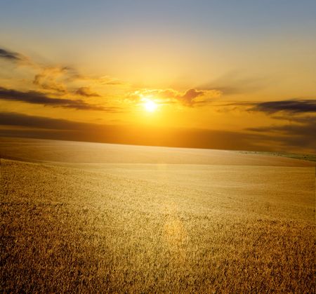 a lot of yellow wheat under red skyの写真素材