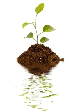 Young plant on the white backgroundsの写真素材
