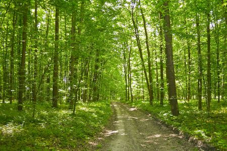 sunlight in trees of green summer forestの写真素材