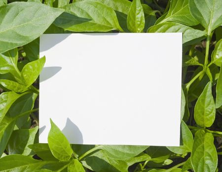 a card blank on the green grassの写真素材