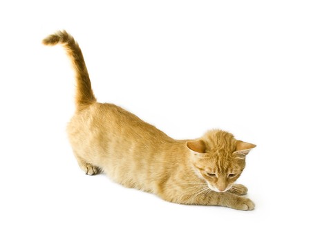 sitting red cat isolated on white backgroundの写真素材