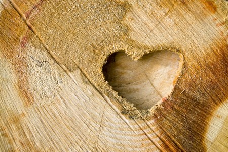 Cut log wood background texture.の写真素材