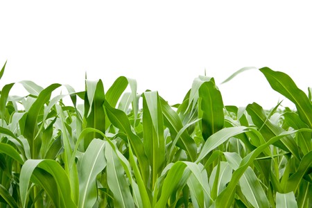 corn grass on the white backgroubdsの写真素材