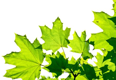 green leaves on the green backgrounds