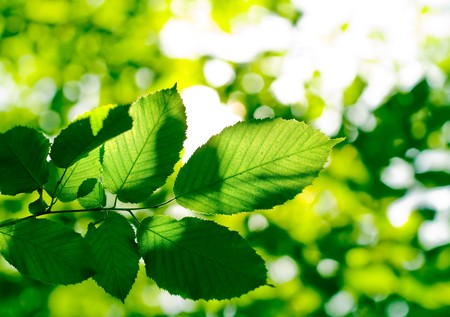 green leaves on the green backgroundsの写真素材