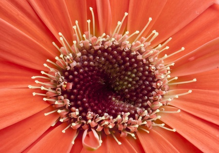 a beautiful pink gerber backgroundの写真素材