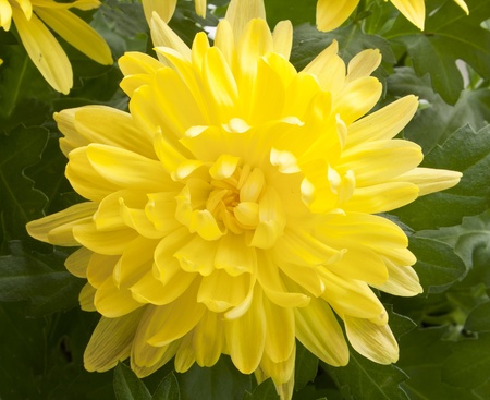 a beautiful chrysanthemum  gerber backgroundの写真素材