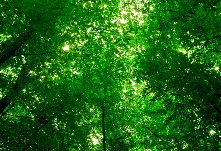 nature. pathway in the forest with sunlight