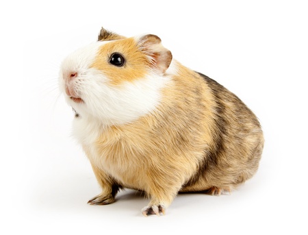 brown guinea pig on white isolatedの写真素材